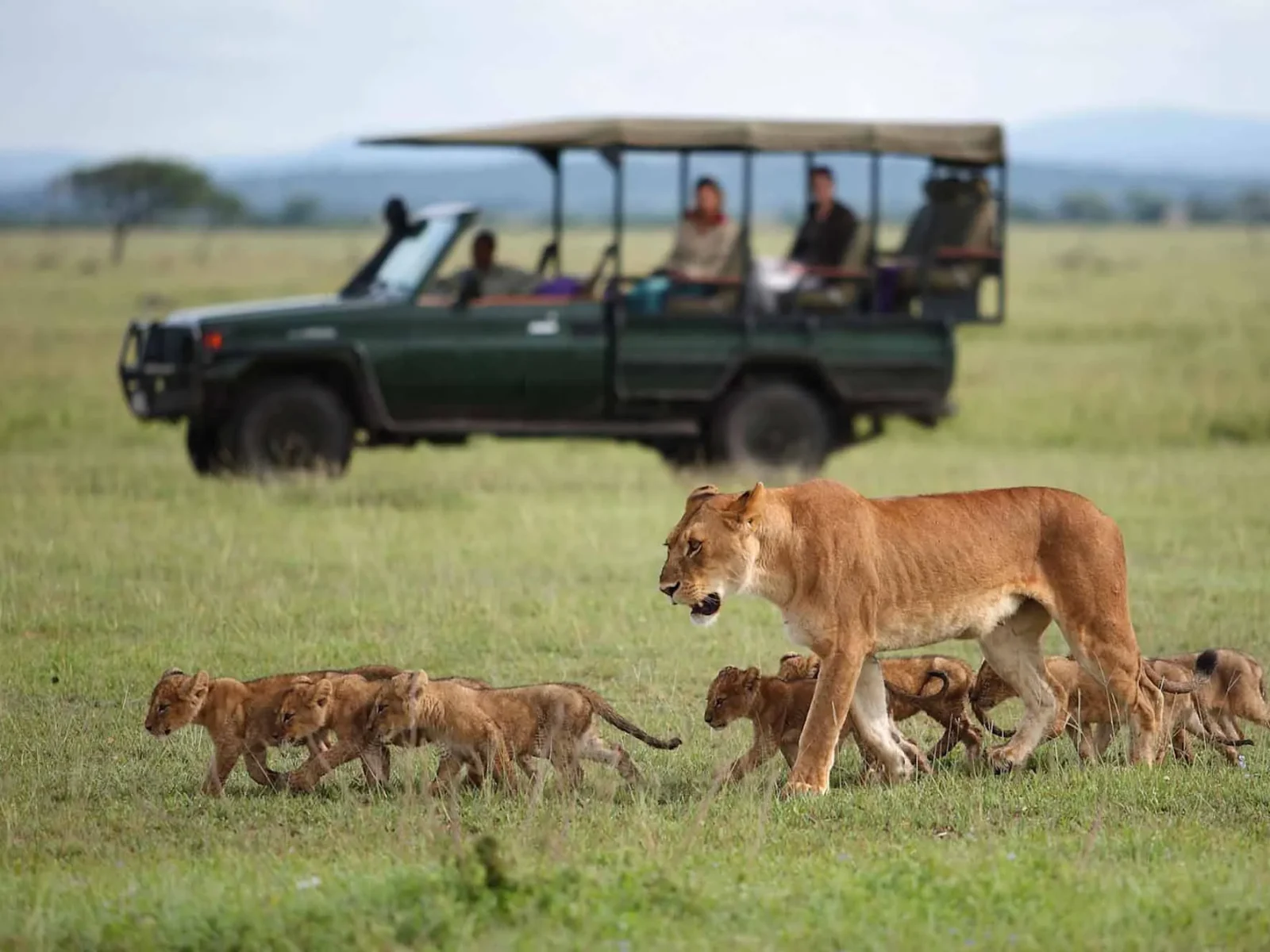private_guided_serengeti_honeymoon_safari